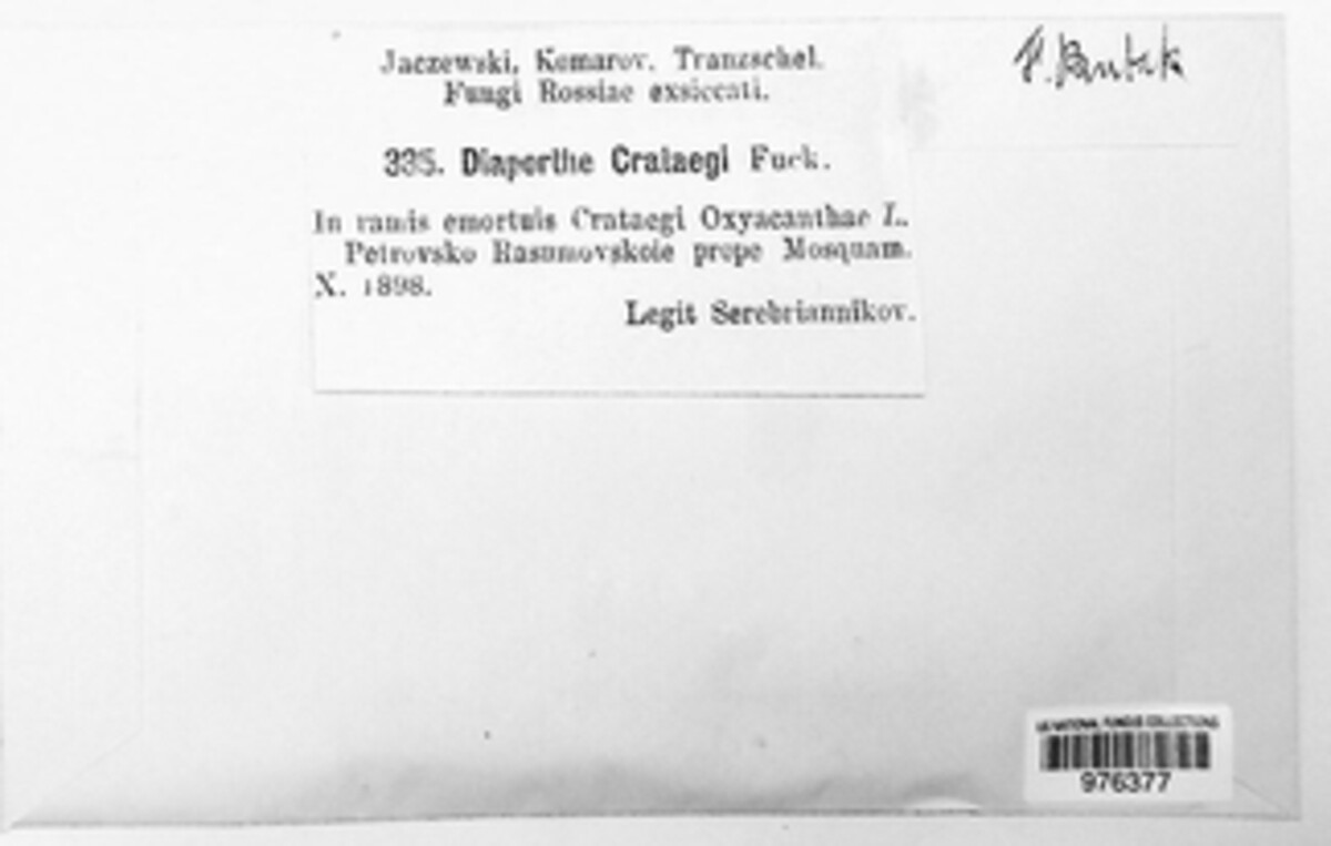 Diaporthe crataegi image